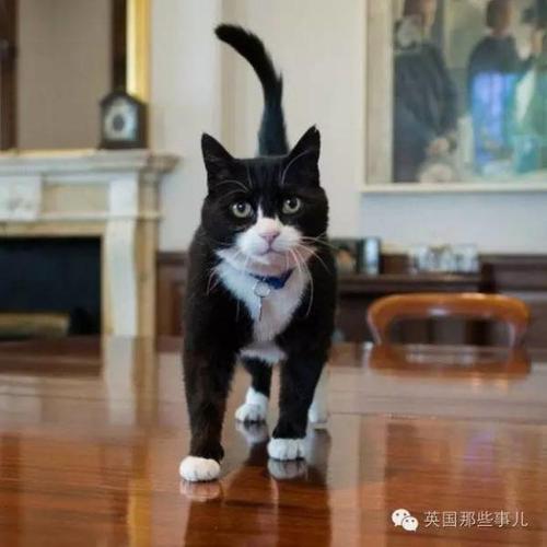 英国政坛新宫斗大戏 英国第一猫被外交部首席猫打伤