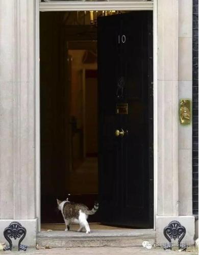 英国政坛新宫斗大戏 英国第一猫被外交部首席猫打伤