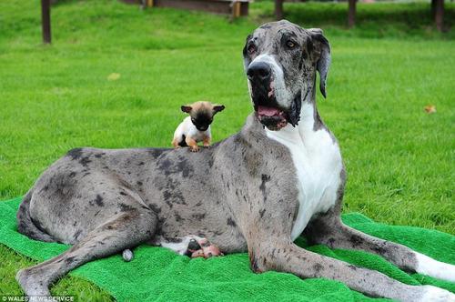 这两只狗虽然一大一小但是都不忍心伤害哪怕一只虫子，戴恩这只巨大的杂种狗每天要吃6个鸡蛋和2公斤肉碎，喝3品脱的牛奶。