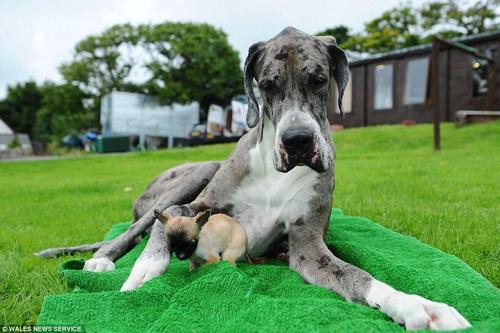 迪斯尼今年已经19个月大，但仅重765克，自出生八周后再没长过，一天的饭量只有一个蛋杯大小。