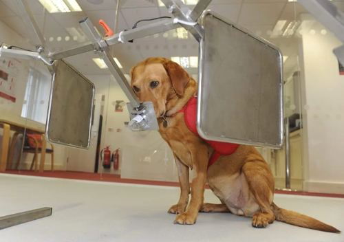 图为黛西正在试嗅病人的尿液样本，由此检测出癌症病人的特征。黛西是第一批为癌症检测而进行特殊培训的狗狗，它们日复一日地接受检测训练。