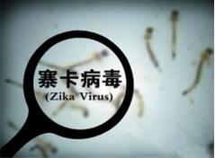 美3种寨卡疫苗 在猴子实验中取得预期效果