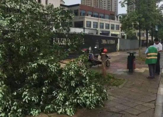 湖南男子2分钟锯断价值上千香樟树 为搬走自行车