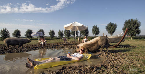 农民家庭在水滩与猪拍摄合影。