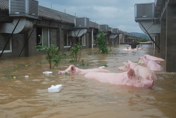 南方水灾死亡畜禽调查3 南方水灾死亡畜禽调查3