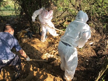 南方水灾死亡畜禽调查 南方水灾死亡畜禽调查