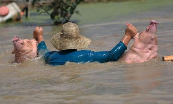 安徽水灾死亡或冲走生猪近8万头、家禽1217多万只。网络资料