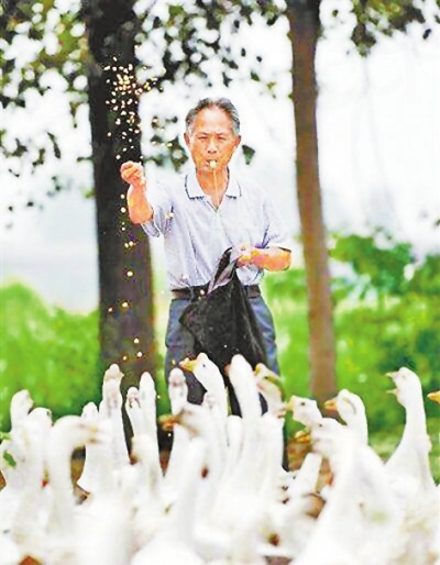 洛阳71岁放鹅爷爷写真帅遍全国 网友：追梦?？岵环帜炅? border=