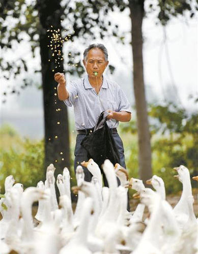 提及为何拍摄这样一组写真照时，王周松乐了：“这是个意外！”一个多月前，他在放鹅途中被几位年轻人邀请拍照，不想却成了“网红”。