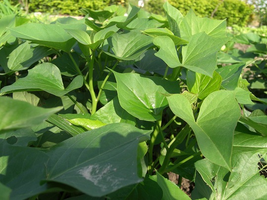 地瓜叶 地瓜叶