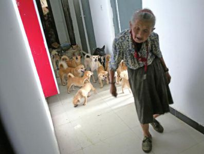 78岁老人收留一屋流浪狗