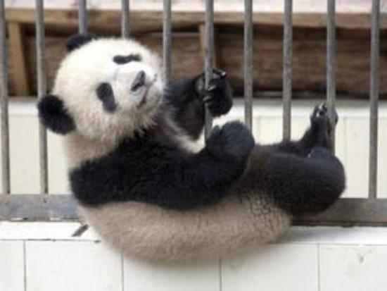 大熊猫翻墙逃跑失败成