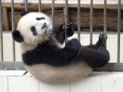 大熊猫翻墙逃跑失败成