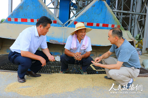 合肥市庐江县政协组织调研早籼稻