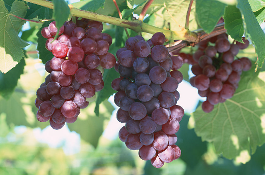 葡萄 葡萄