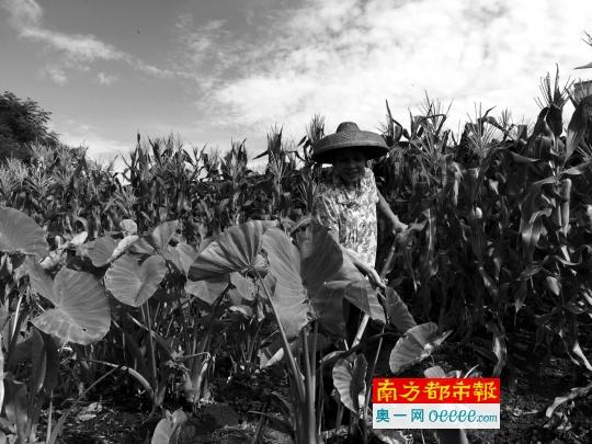 老夫妻开荒11年 建起“开心农场”