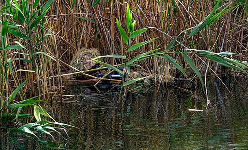 潜伏在芦苇丛中的狙击手。