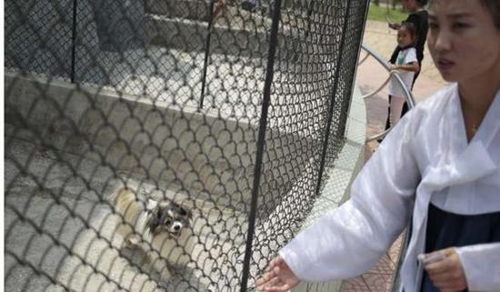 朝鲜平壤动物园里啥模样？“狗屋”是最热门景点