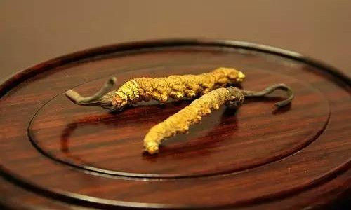 冬虫夏草 冬虫夏草