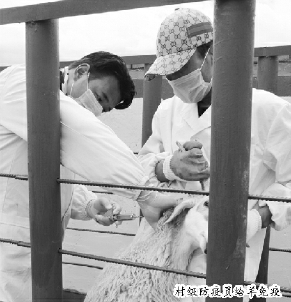 村级防疫员给羊免疫 村级防疫员给羊免疫