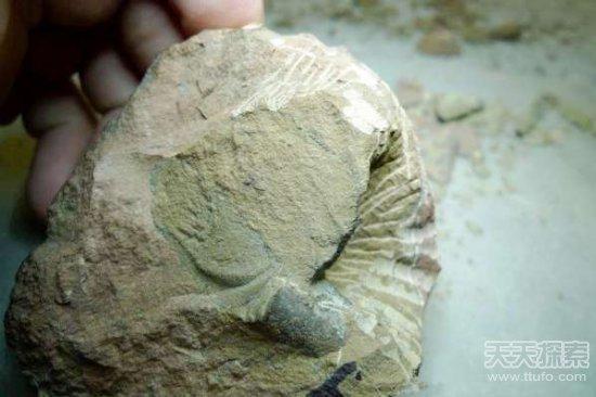 男子野外挖到奇石:切割后的发现让人震撼