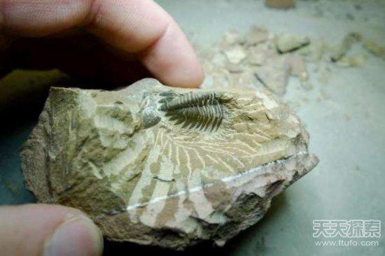 男子野外挖到奇石:切割后的发现让人震撼