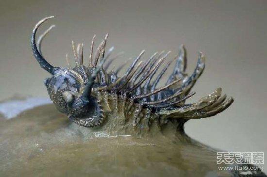 男子野外挖到奇石:切割后的发现让人震撼