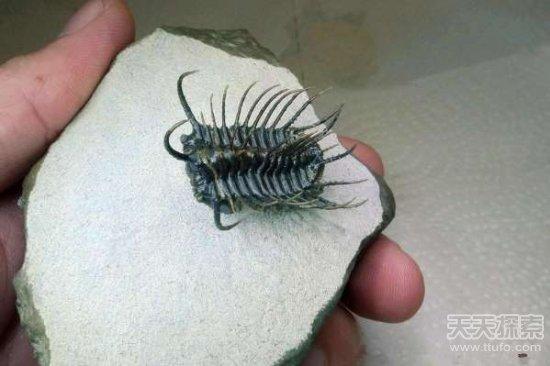 男子野外挖到奇石:切割后的发现让人震撼