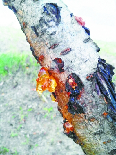 桃胶。双V记者关艾 摄