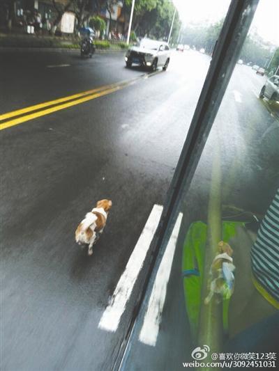 狗被遗弃狂追公交半小时？主人：它在“追爱”
