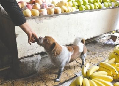 狗被遗弃狂追公交半小时？主人：它在“追爱”