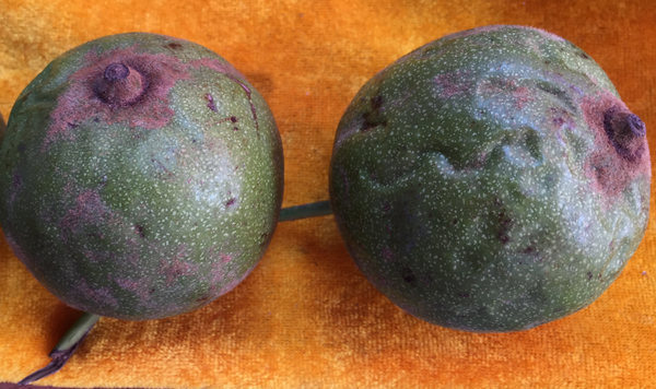 赌青皮核桃的时候该怎么挑？