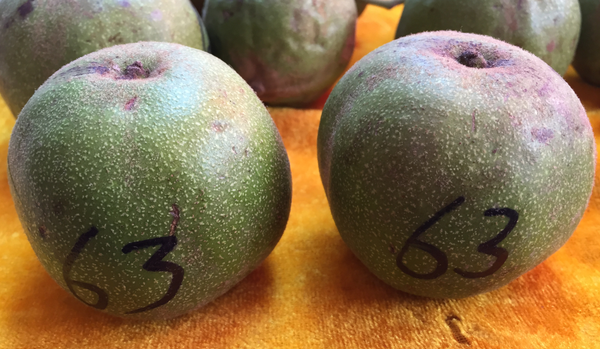 赌青皮核桃的时候该怎么挑？