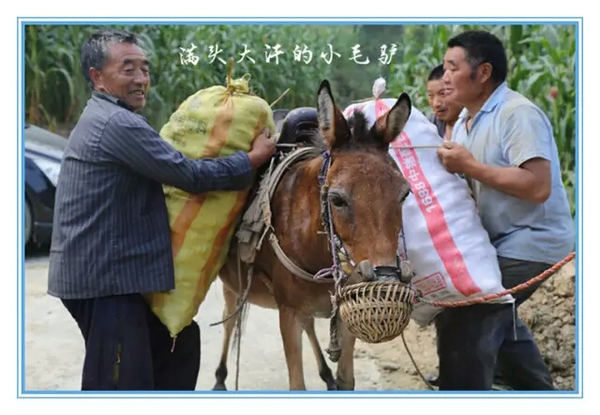 mmexport1473752267906.jpg mmexport1473752267906.jpg