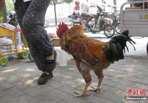 资料图:公鸡 点击进入下一页