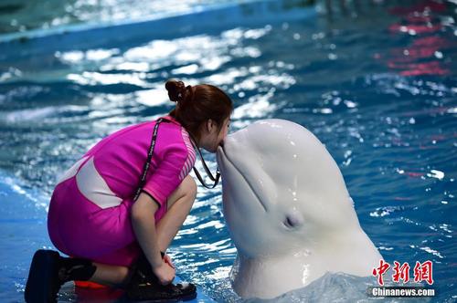 9月26日，在山东蓬莱海洋极地世界，这里的海豚在驯兽师指挥下，完成了跳跃、顶球、转呼啦圈等各种动作，海豚充满灵性的表演，令现场观众叫好。 蔡红文 摄