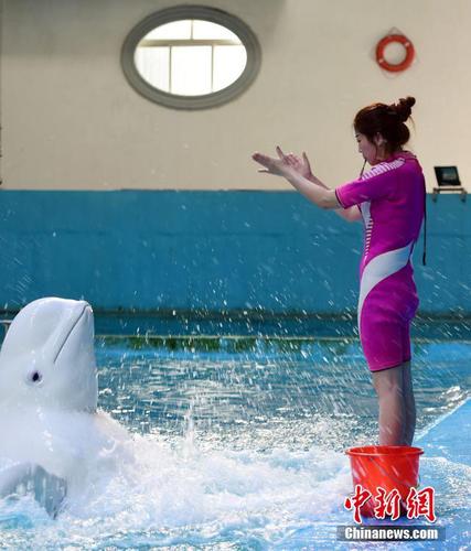 刚转行时，李倩“什么都不会”，她一点一点跟其他男驯兽师学习，看他们如何训练。 蔡红文 摄