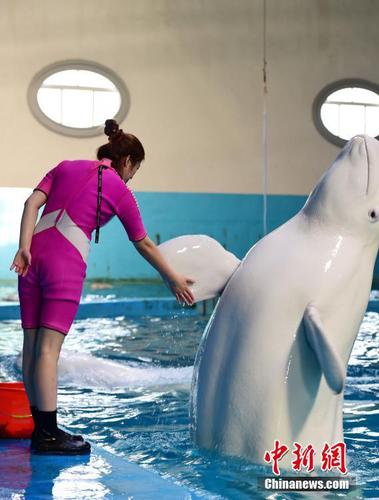 李倩说，每天除了喂食、训练、演出之外，她还要给动物们切饵料、测体温、清扫水池等，驯养动物比带孩子还累。 蔡红文 摄