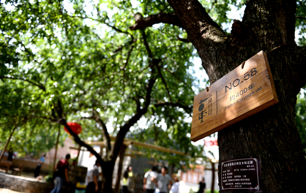 0014.jpg小堤村以古树名木群——千年枣林而闻名