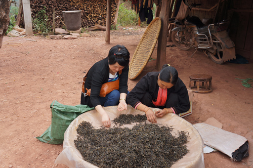 韩炜在原生态古寨少数民族择茶 网络图片 韩炜在原生态古寨少数民族择茶 网络图片