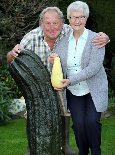 Vowles先生还曾经种出过8.4公斤重的黄瓜，20年前就打破过世界纪录。