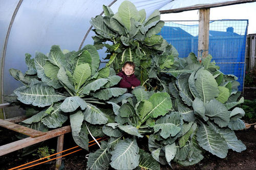 直径超过9米的超大卷心菜，尺寸堪比一个扶手椅。