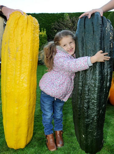 虽然种出了这么多超大的蔬果，Vowles先生的田地实际上只有一亩。种这一亩地要花不少时间和金钱，但Vowles先生表示相当值得。