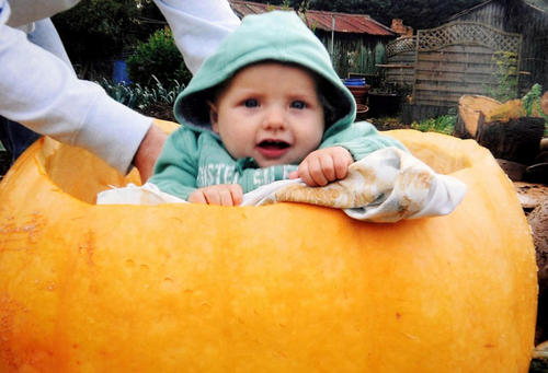 重达90斤的大南瓜。Vowles先生种出的南瓜大到可以让他的小孙子藏在里面。