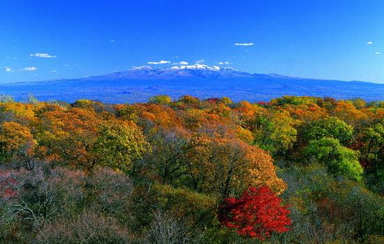 13745416182585459590 13745416182585459590