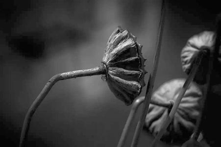 为何曦的荷花摄影 为何曦的荷花摄影