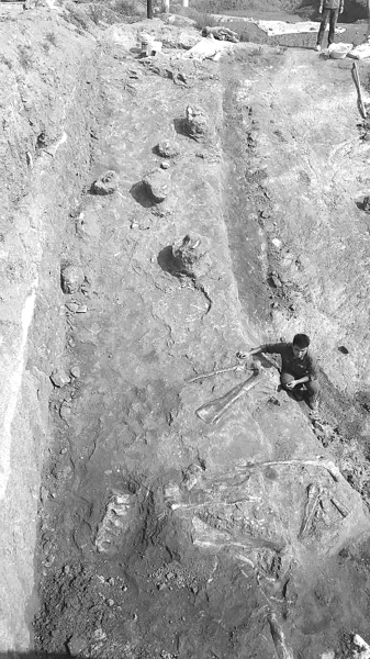 图为第三层恐龙化石 汪筱林供图 图为第三层恐龙化石 汪筱林供图