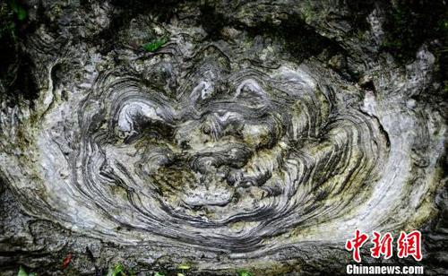 重庆酉阳一村庄现罕见“石花”（图）