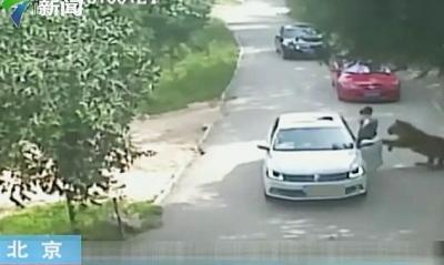 八达岭动物园回应老虎伤人家属声明:园方无责任