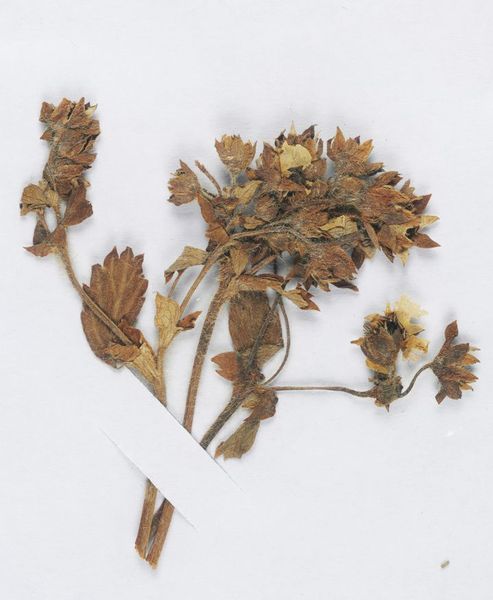 红四方面军第三十一军刘毅长征途经葛曲河畔时采的野菜 1936年7月1日草高4.5厘米 红四方面军第三十一军刘毅长征途经葛曲河畔时采的野菜 1936年7月1日草高4.5厘米